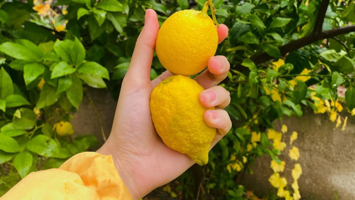 fruit,citrus,yellow,produce,fruit tree,ingredient,natural foods,food,sweet lemon,meyer lemon,citron,lemon,rangpur,seedless fruit