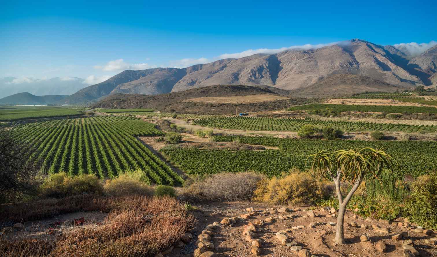 Vineyard landscape in Cederberg Mountains, South Africa with aloe plant in foreground.