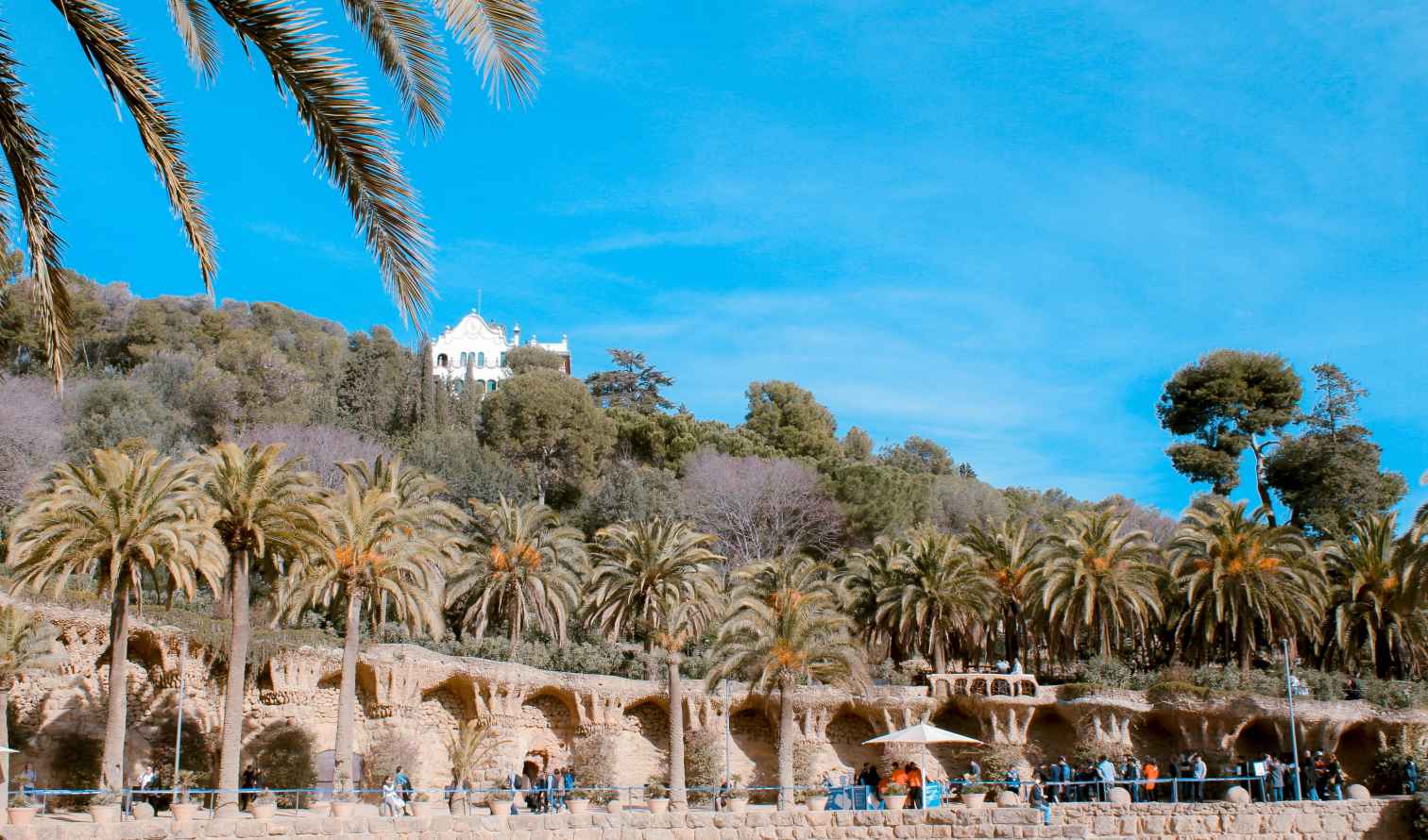 Palm trees lining the pathway in Park Güell, Barcelona.