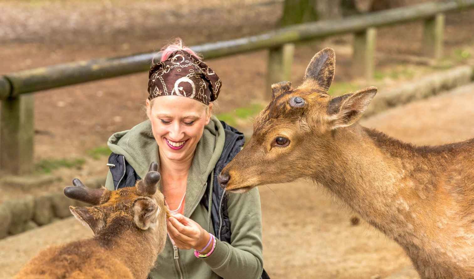 Person feeding deer in Kyoto, Japan.
