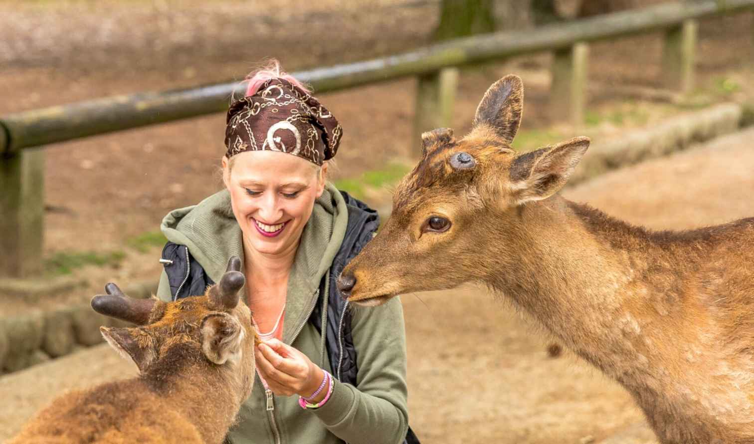 A person feeding deer at Nara Park in Japan.