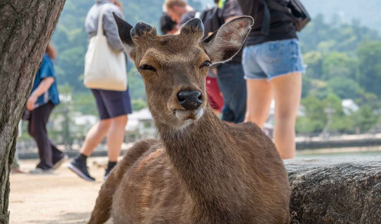 Deer resting near the shore in Miyajima, Japan, with blurred people in the background.