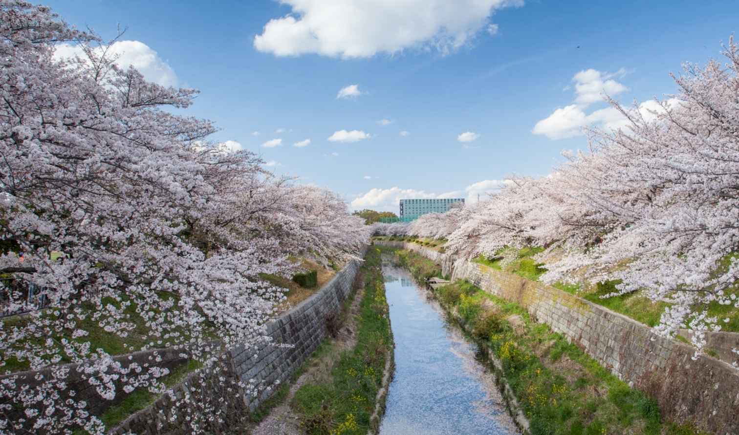 Cherry blossoms along Kanda River in Tokyo, Japan.
