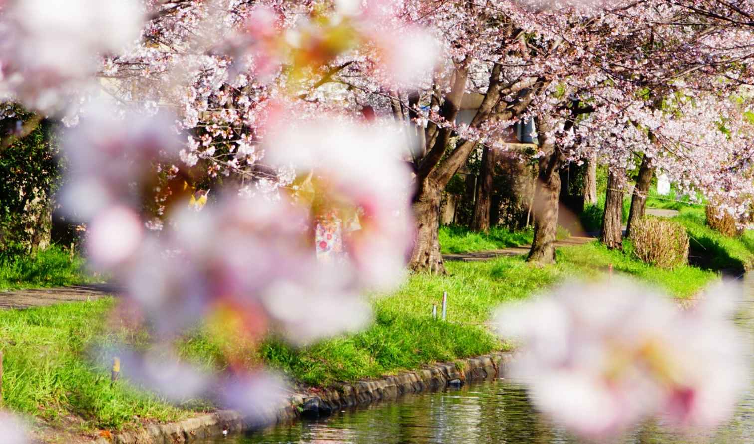 Wooden boat on canal with cherry blossom trees in Kyoto, Japan.