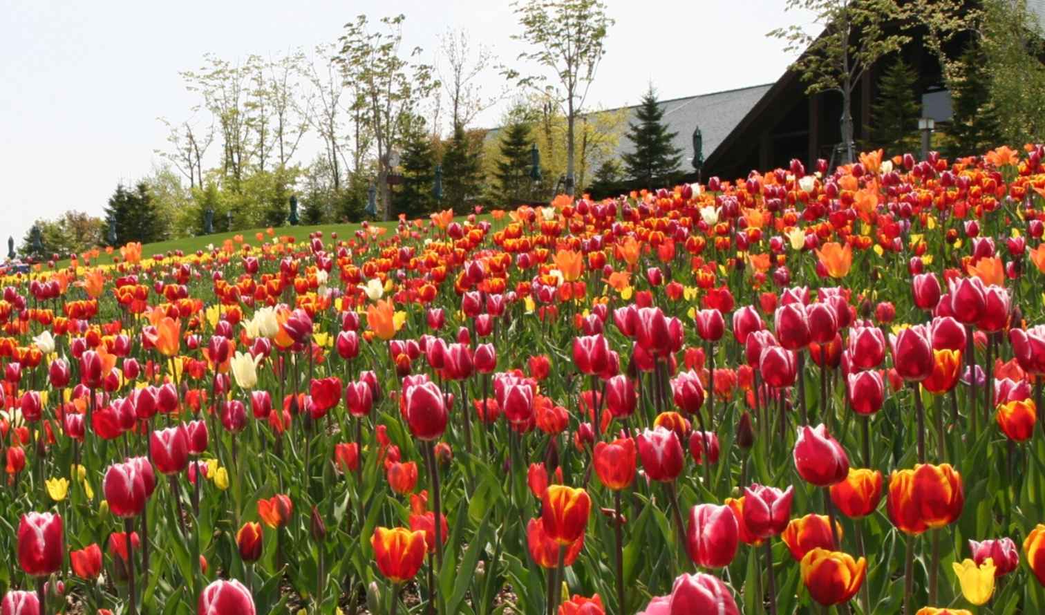 A garden scene featuring rows of tulips and a tall stone tower Sapporo