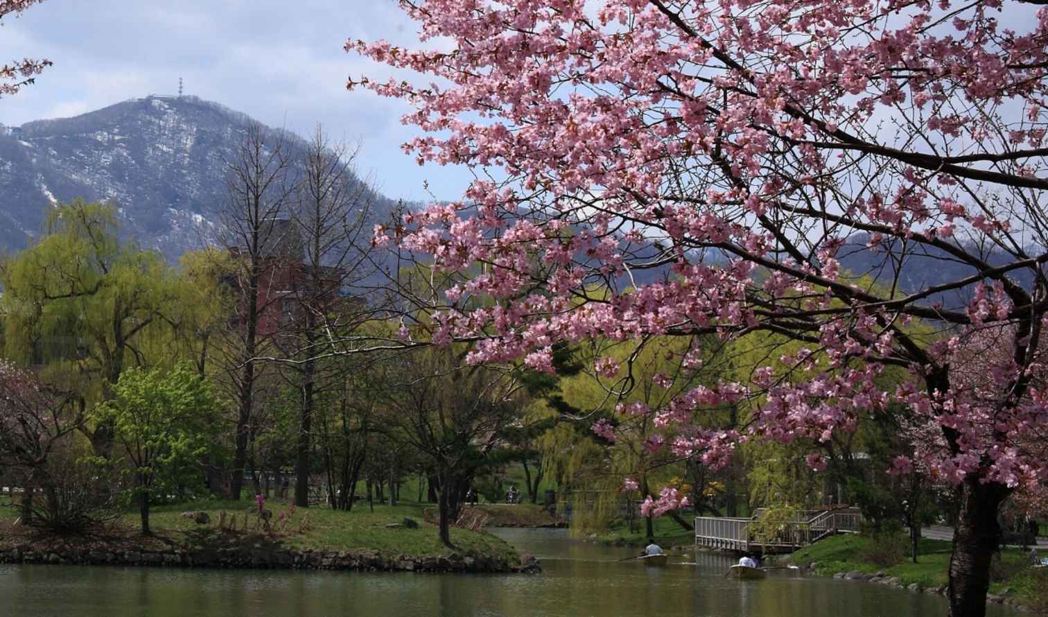 Cherry blossoms in front of Sapporo Dome in Japan.