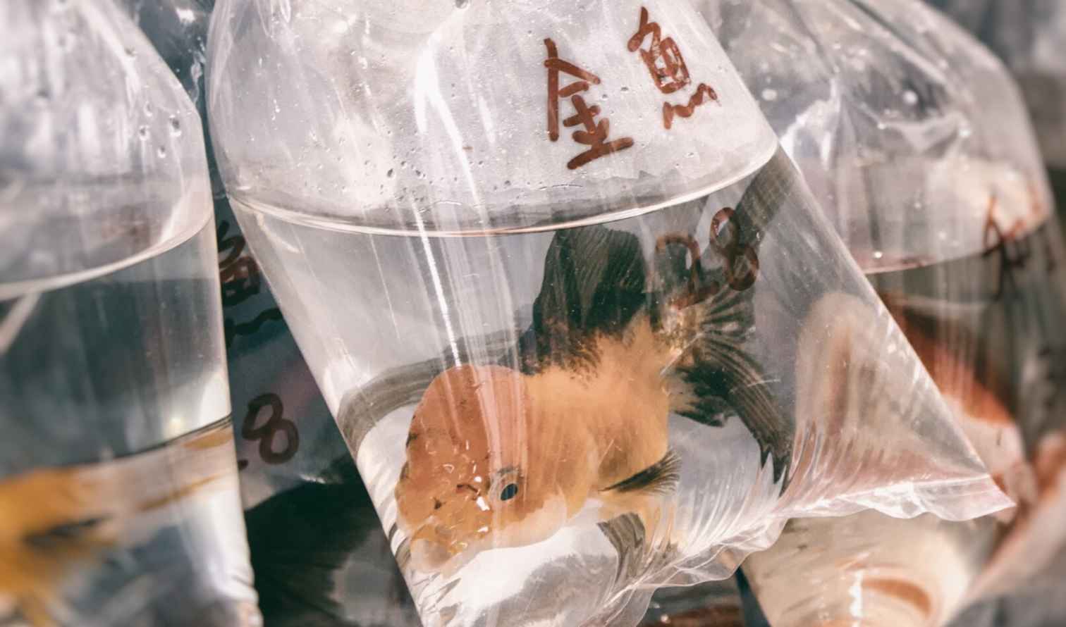 Goldfish in plastic bags at a Hong Kong market stall.