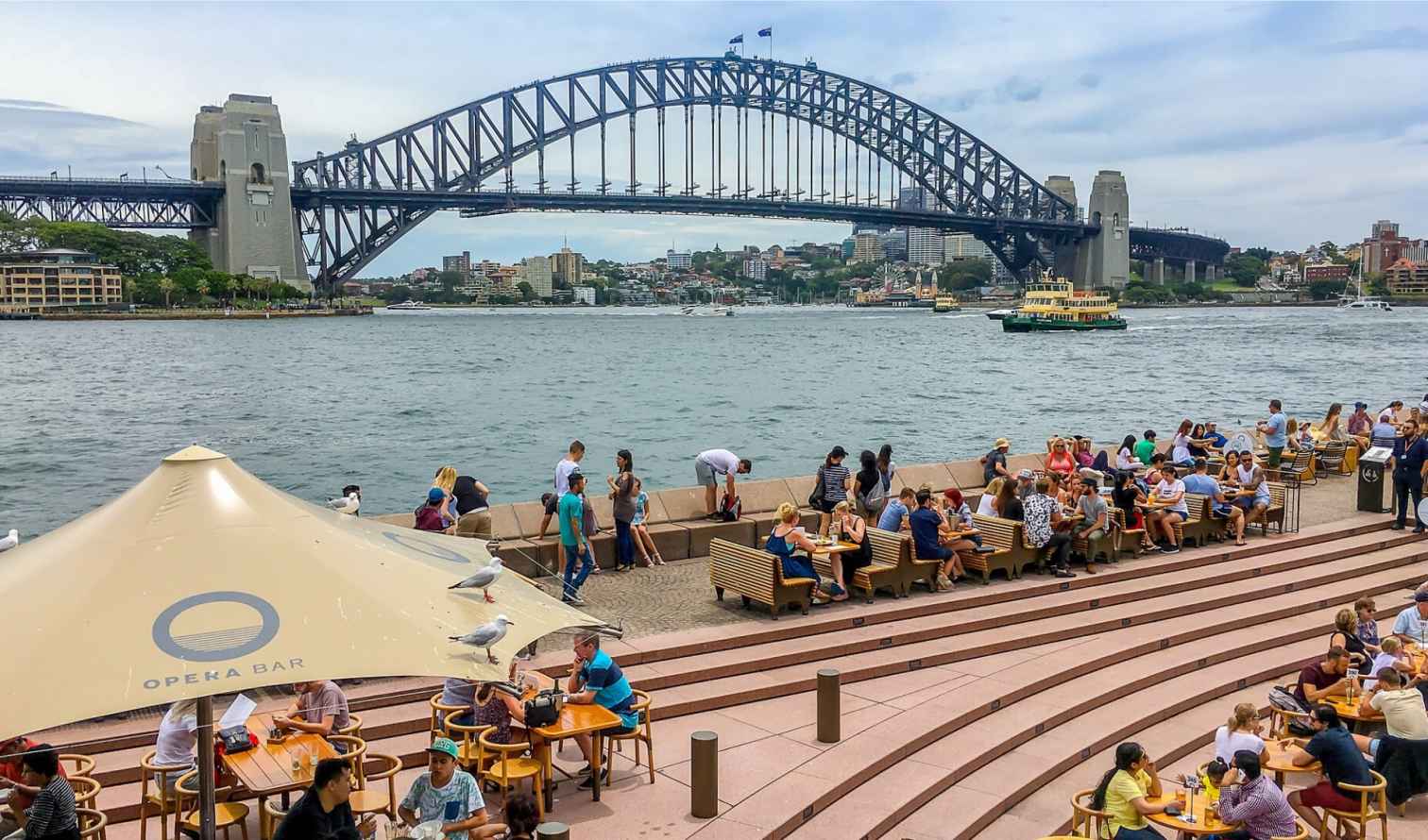 Seagulls perched on an outdoor umbrella overlooking Sydney Harbour.