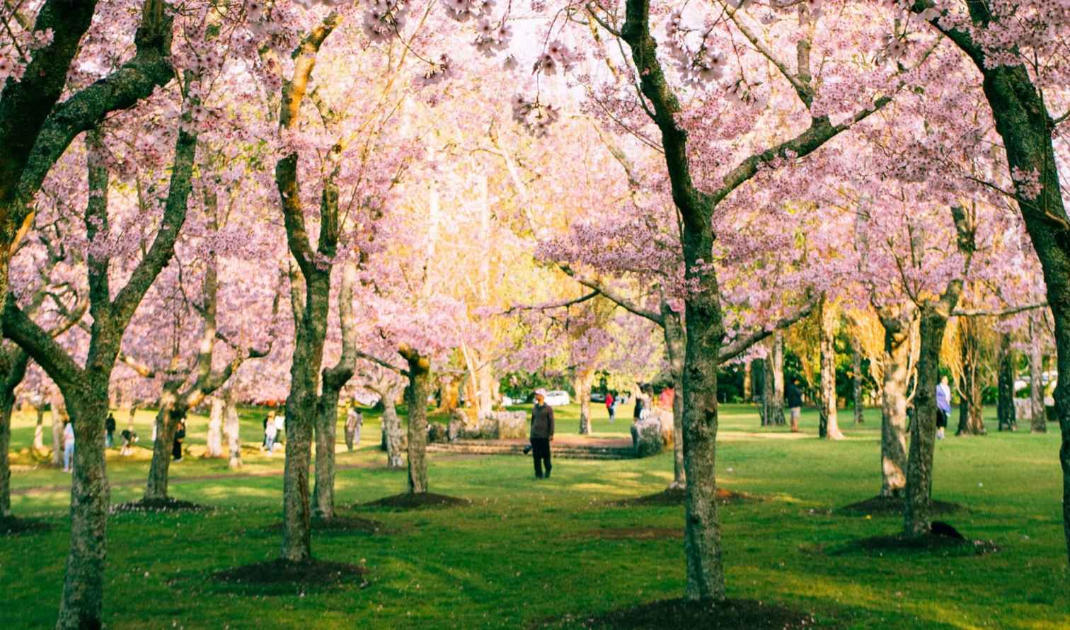 Cherry blossom trees in a park with people walking underneath in Kobe
