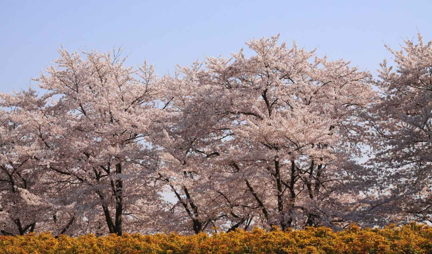 Cherry blossoms in Kinuta Park in Kobe