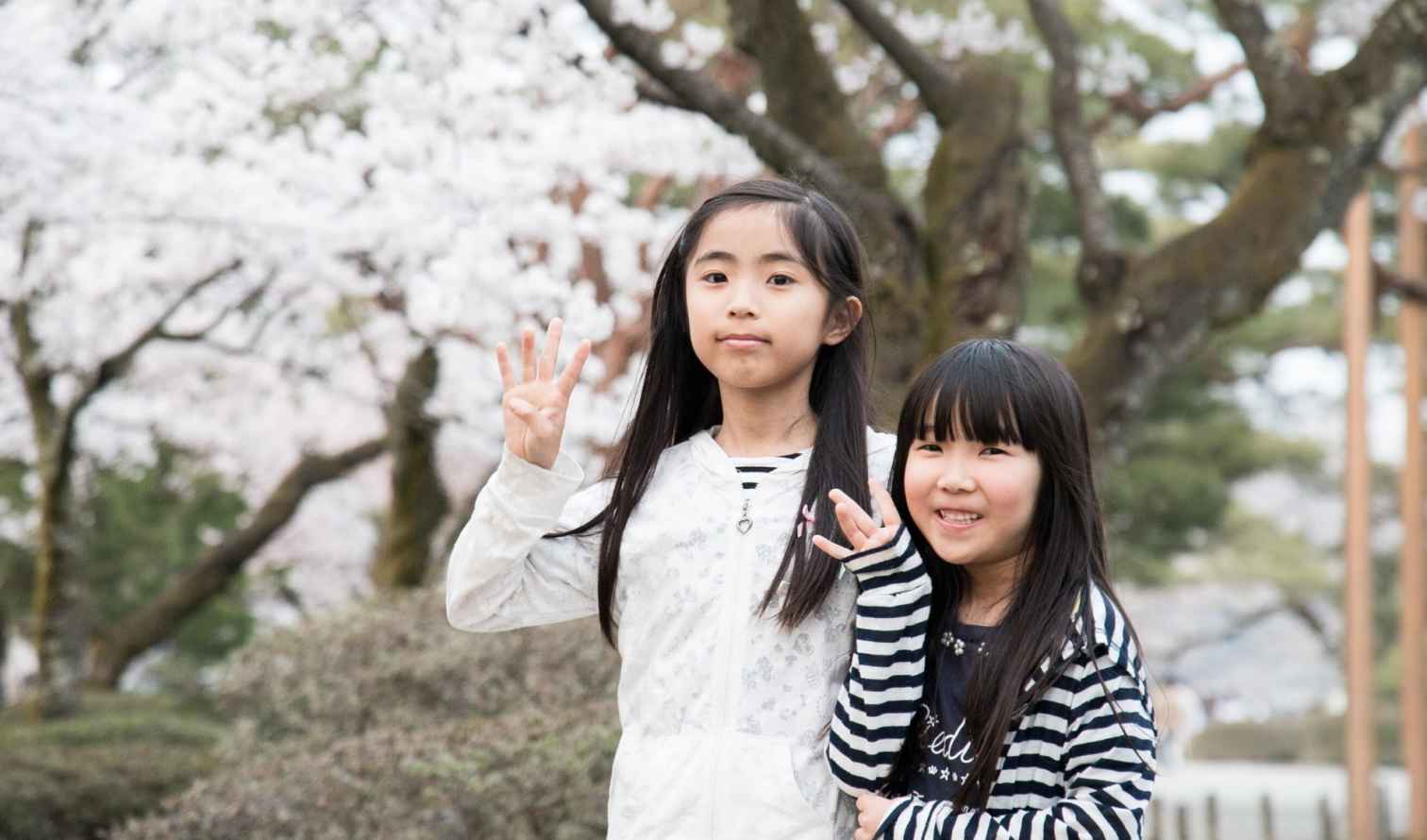 Two children standing in front of cherry blossom trees in Kobe