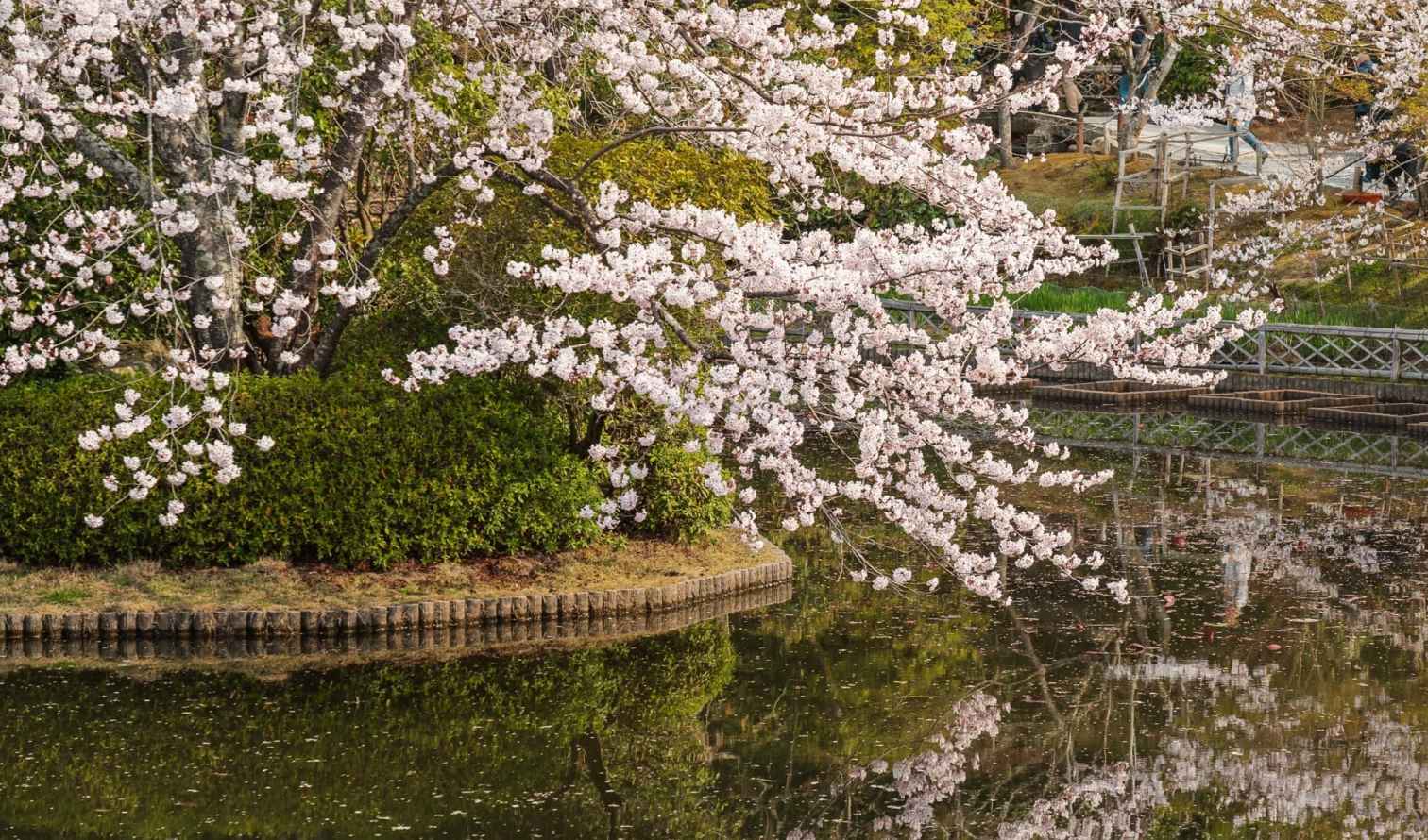 Pond reflecting cherry blossoms and greenery in Rikugien Garden in Kobe