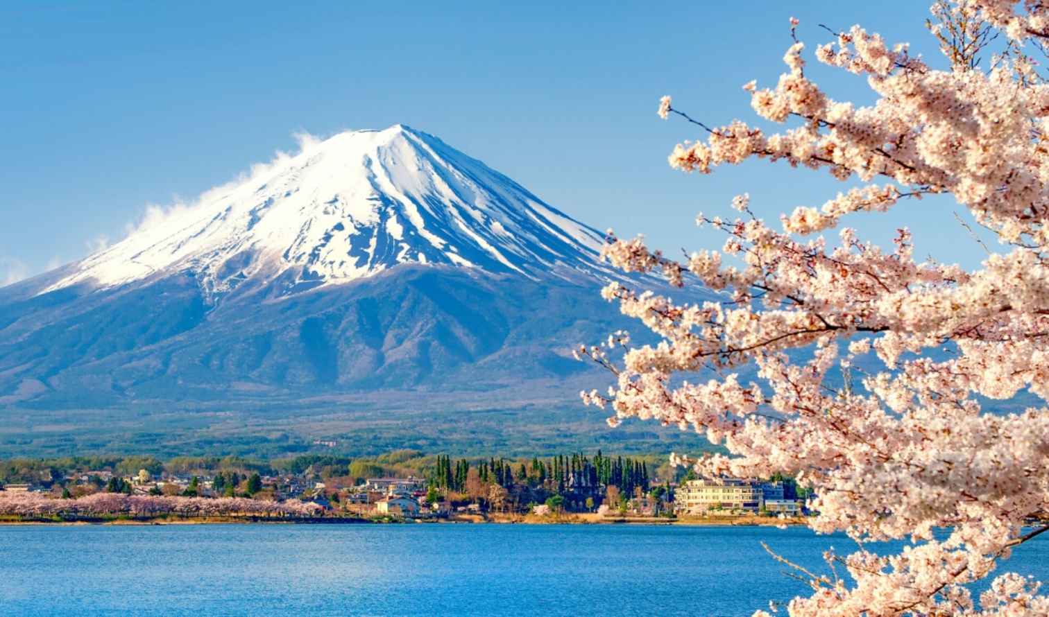 Snow-capped Mount Fuji with cherry blossoms in the foreground in Kawaguchi-ko