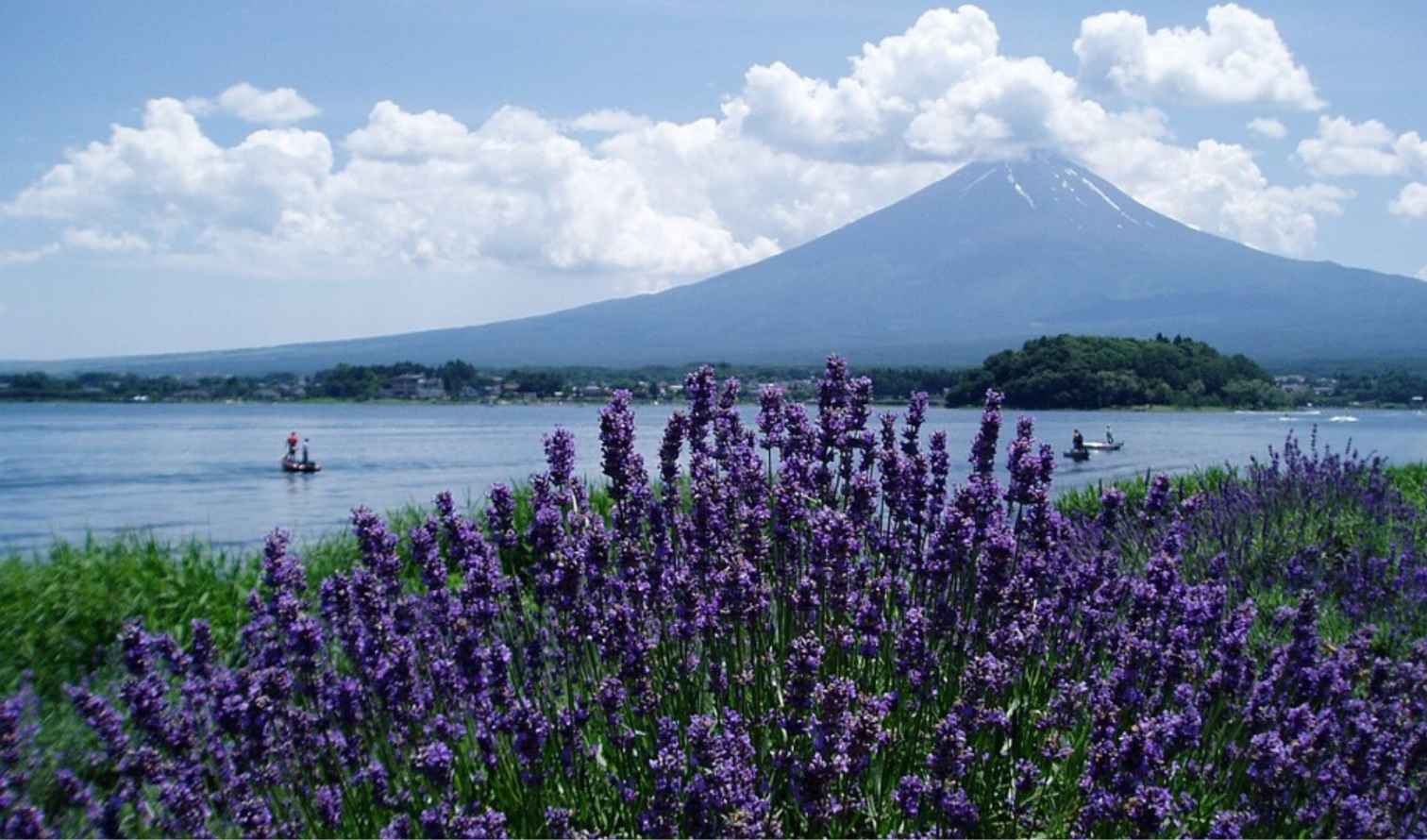 Mount Fuji behind Lake Kawaguchi with lavender in the foreground.