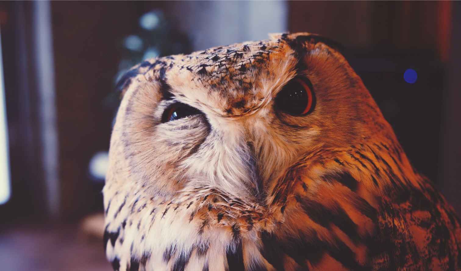 Close-up of an owl with detailed feathers indoors in Tokyo
