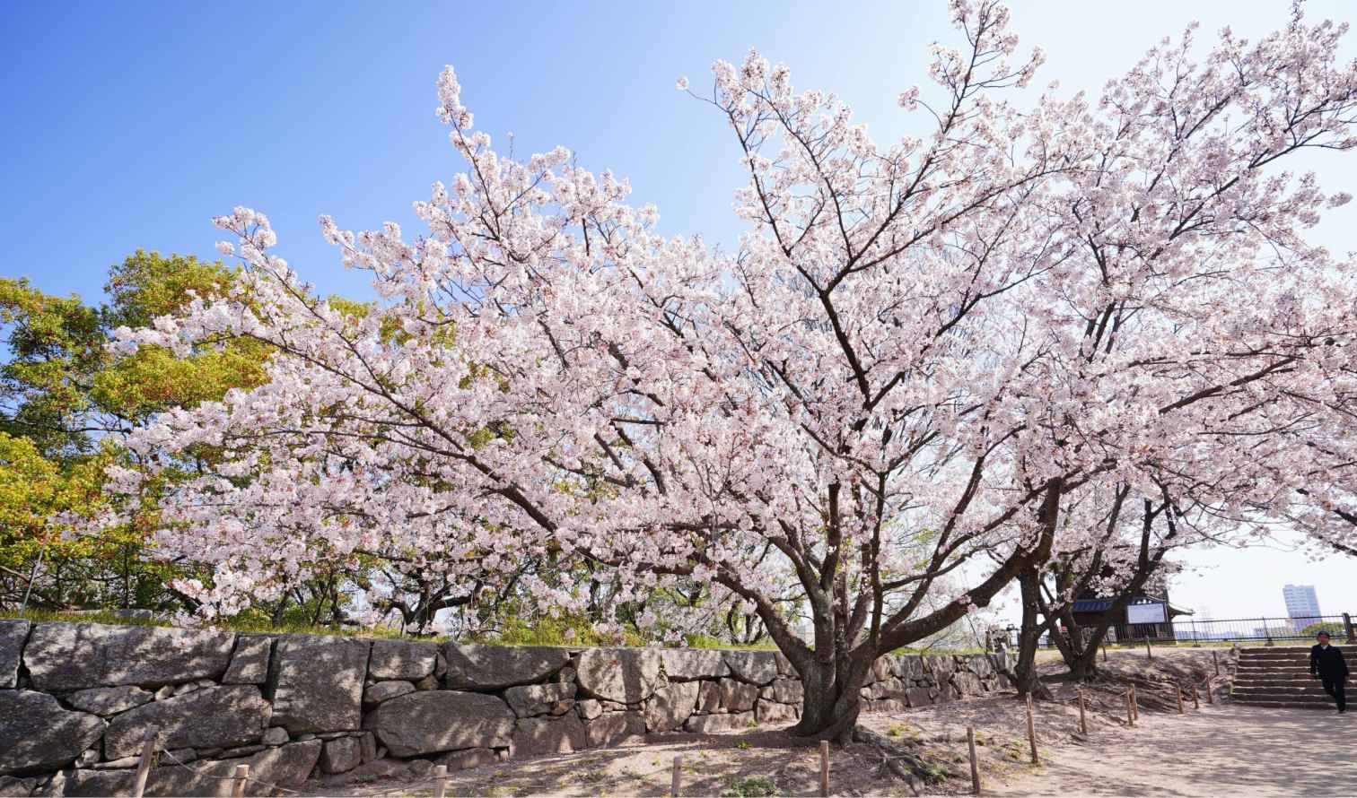 Cherry blossoms in full bloom at Himeji Castle, Japan.