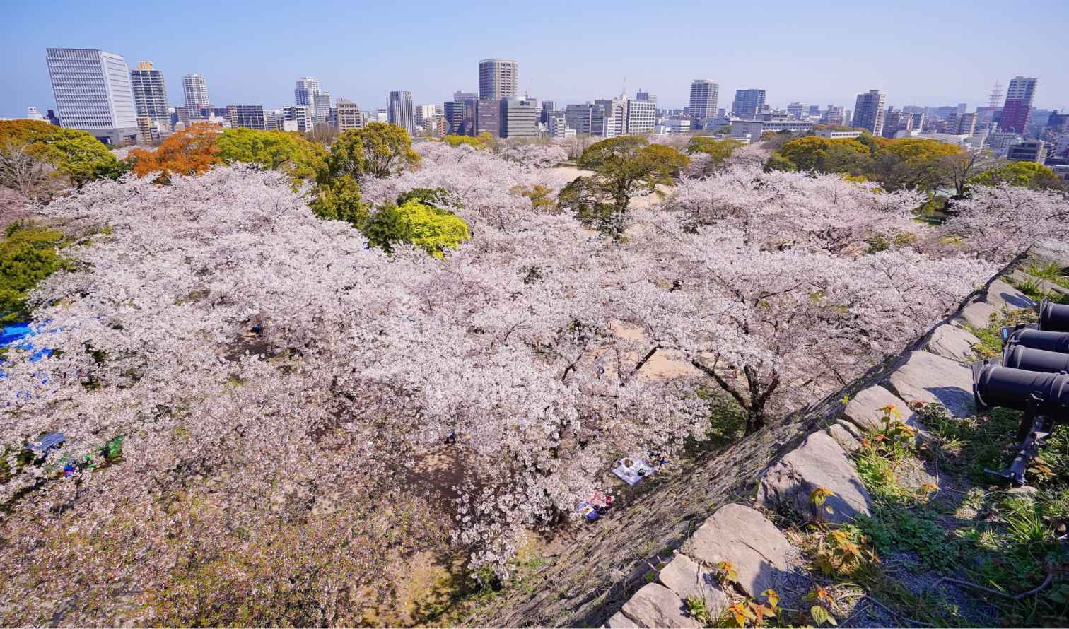 Cherry blossoms viewed from Osaka Castle Park with city skyline in background.