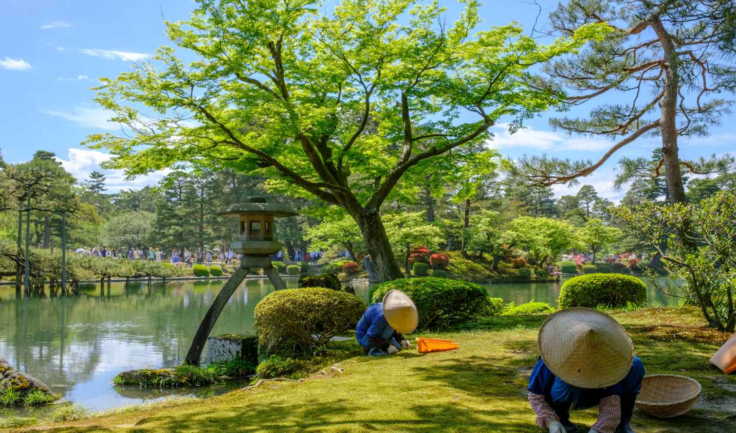 Workers wearing straw hats maintaining grass in Kenrokuen Garden, Kanazawa.