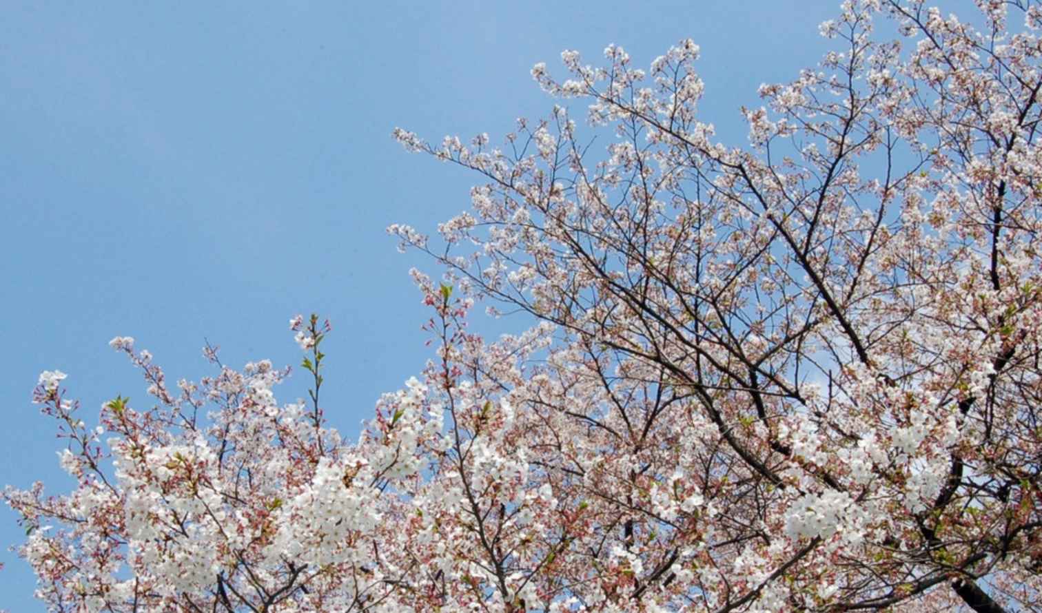 Big Ben to Tower Bridge