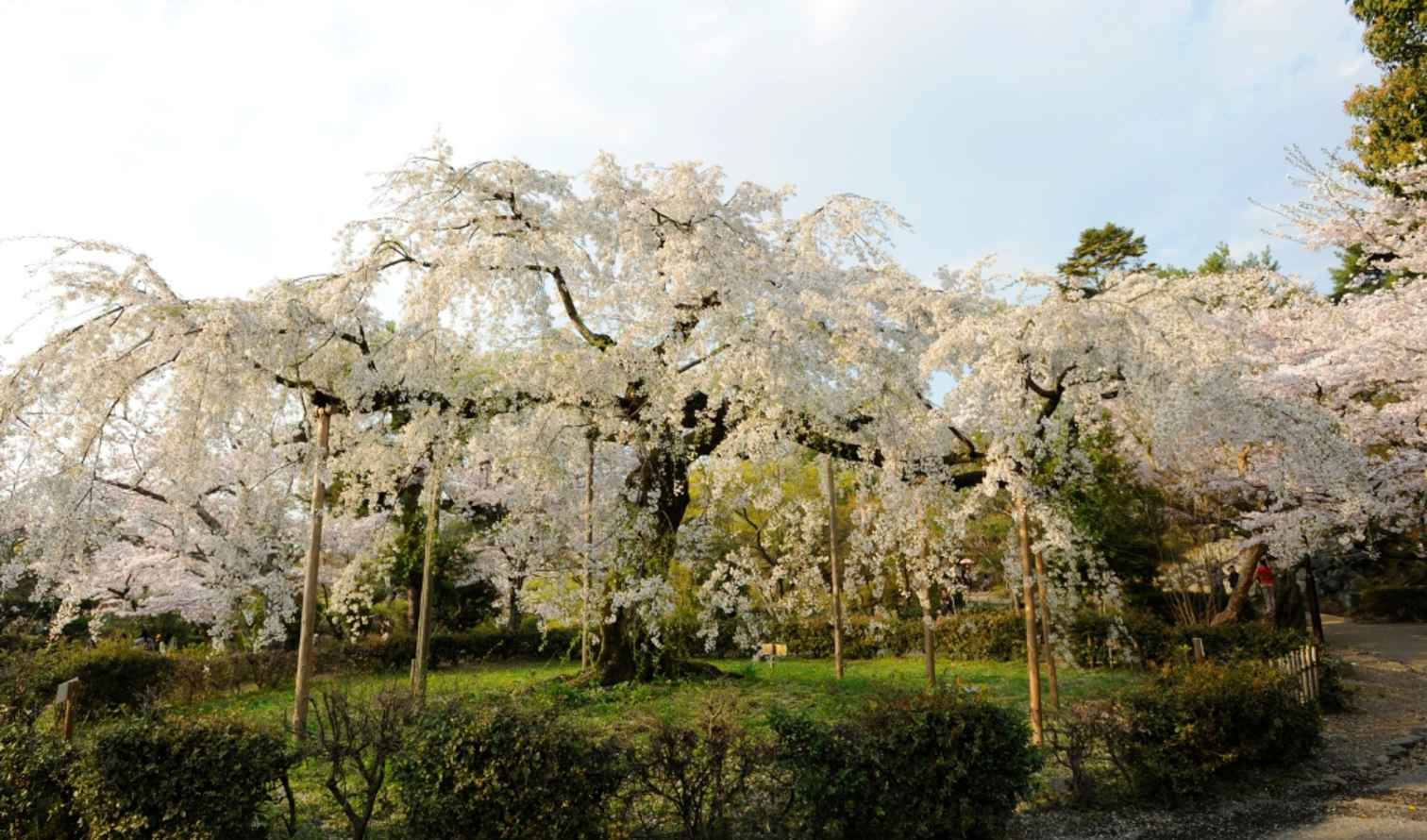 Big Ben to Tower Bridge
