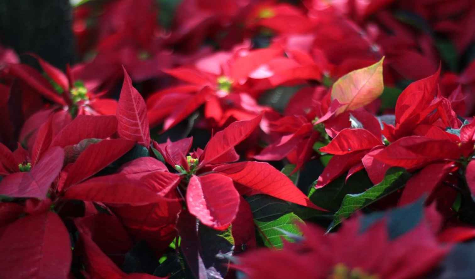 Close-up of red poinsettia flowers with green leaves in Mexico City