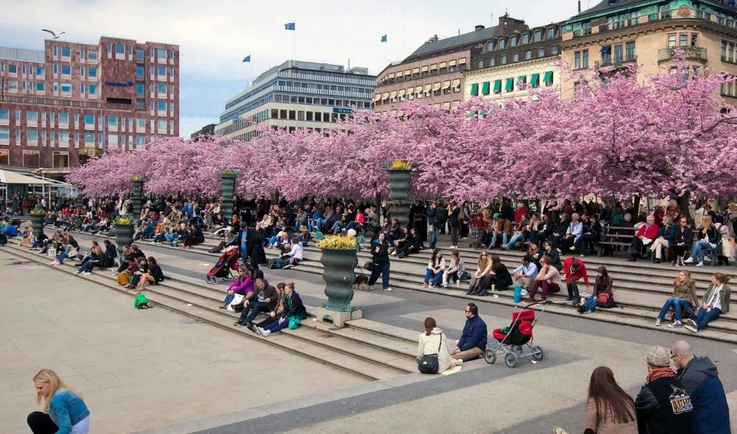 People sit under cherry blossom trees at Kungsträdgården in Stockholm.