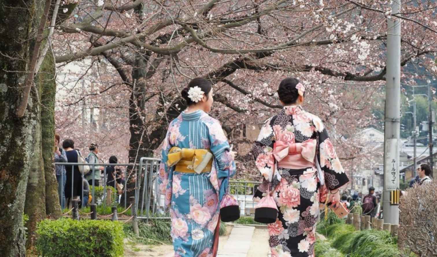 Two women in kimonos walking under cherry blossom trees in Kyoto