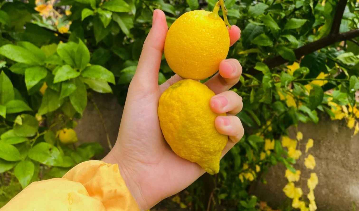 fruit,citrus,yellow,produce,fruit tree,ingredient,natural foods,food,sweet lemon,meyer lemon,citron,lemon,rangpur,seedless fruit