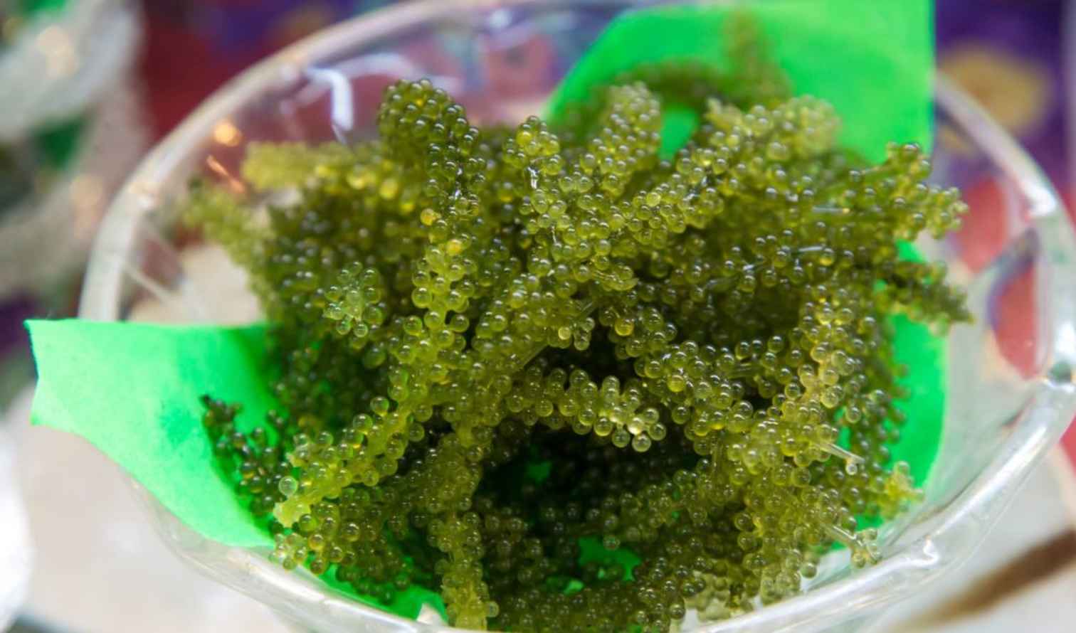 A glass bowl filled with green sea grapes on a table in Naha