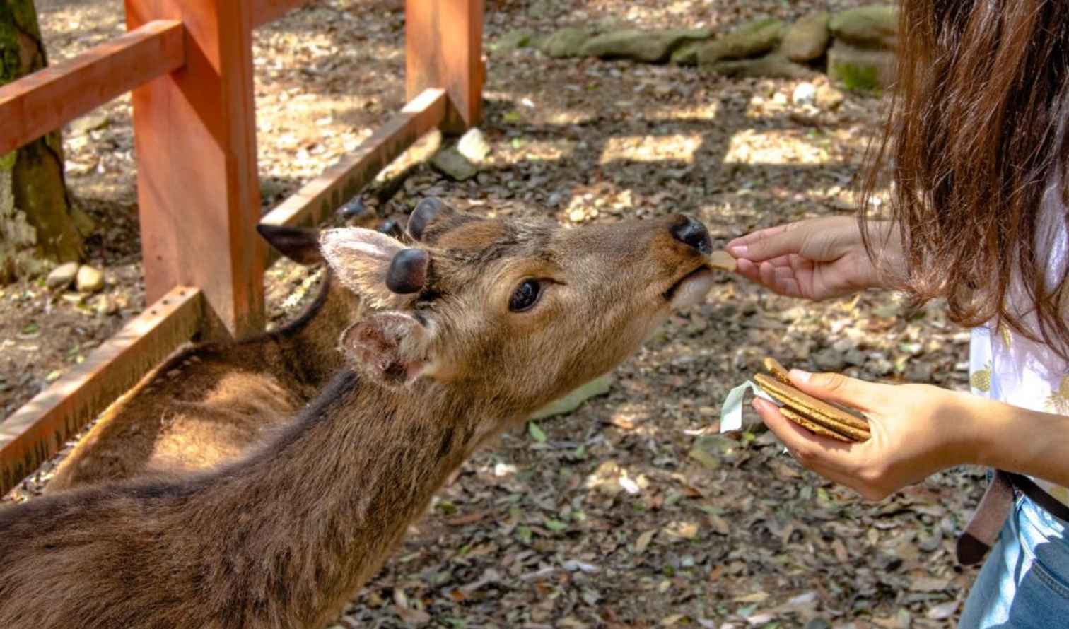Woman feeding a deer cracker at Nara Park.