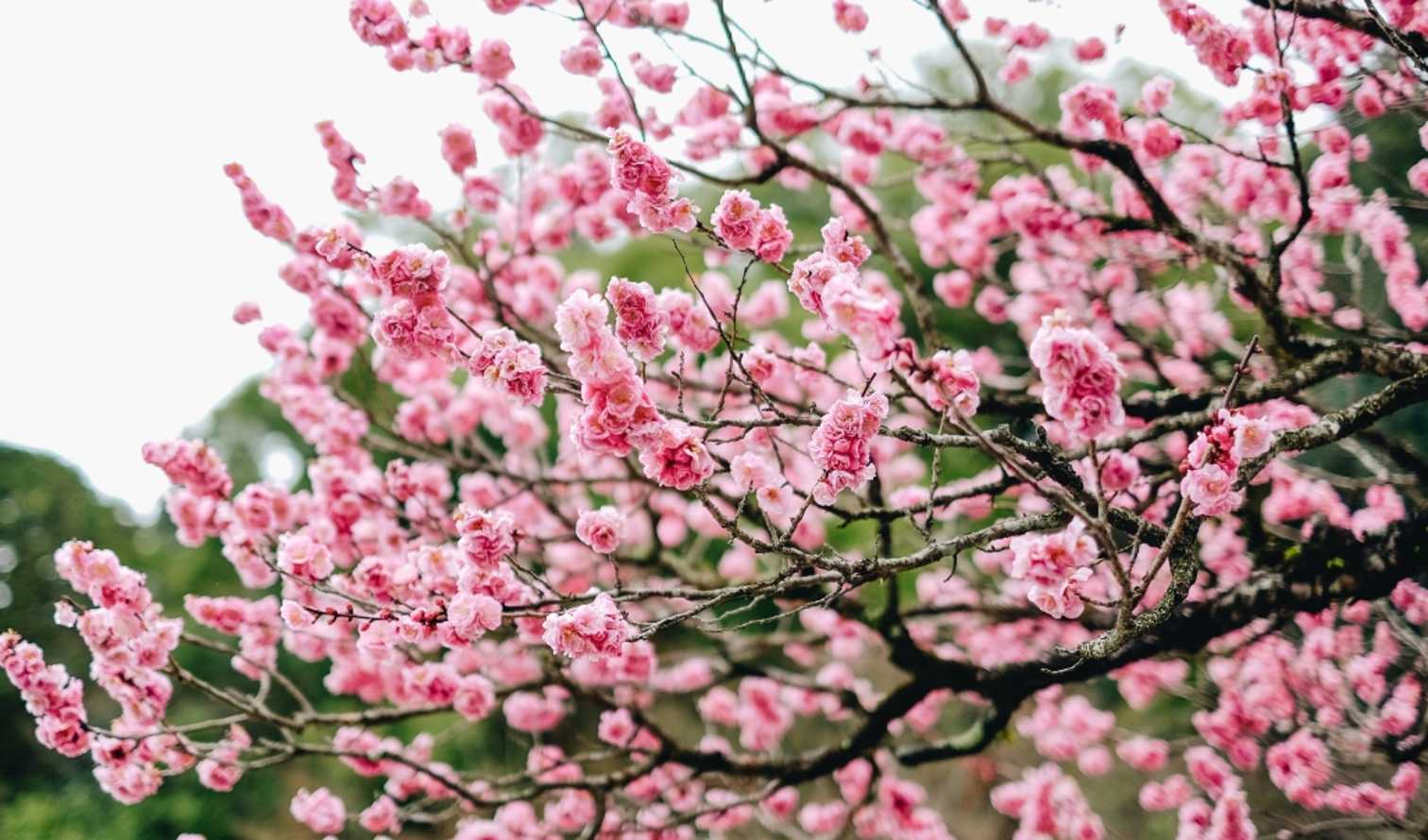 Big Ben to Tower Bridge