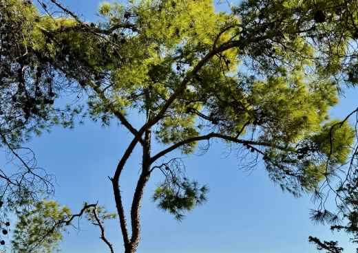 Whispers of Ancient Majesty