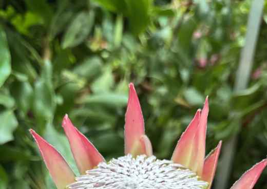 Crowning Glory: Nature's Majesty