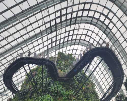 Nature's Skywalk: A Journey Through Green Heights