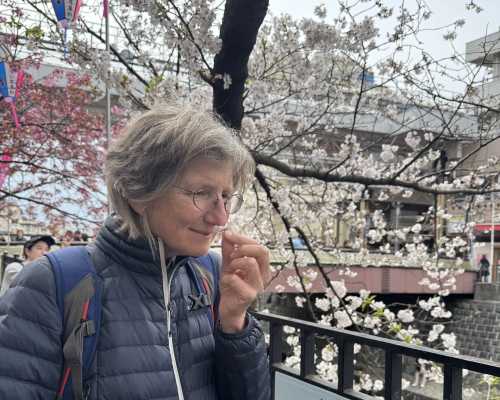 Under the Cherry Blossoms: A Taste of Tranquility