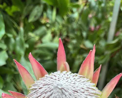 Crowning Glory: Nature's Majesty