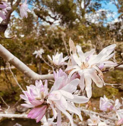 Whispers of Springtime Elegance
