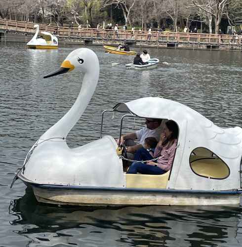 Serene Swan Lake Adventures