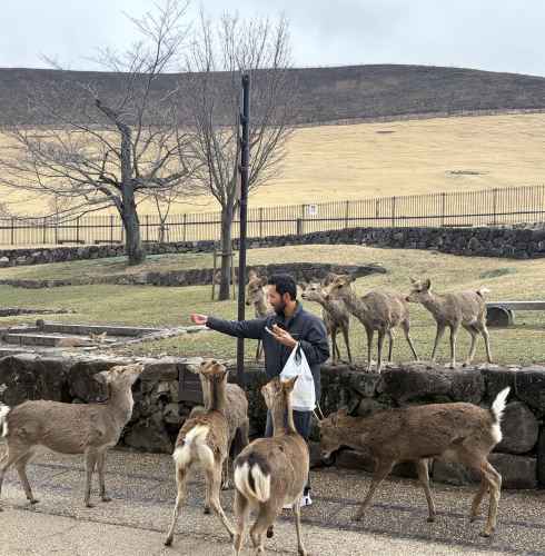 A joyful moment feeding curious deer in Nara's open park.