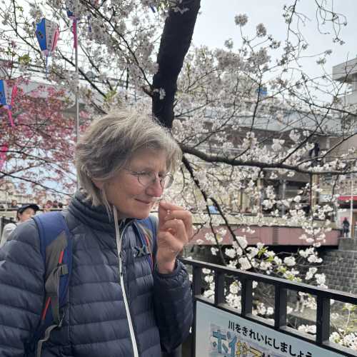 Under the Cherry Blossoms: A Taste of Tranquility