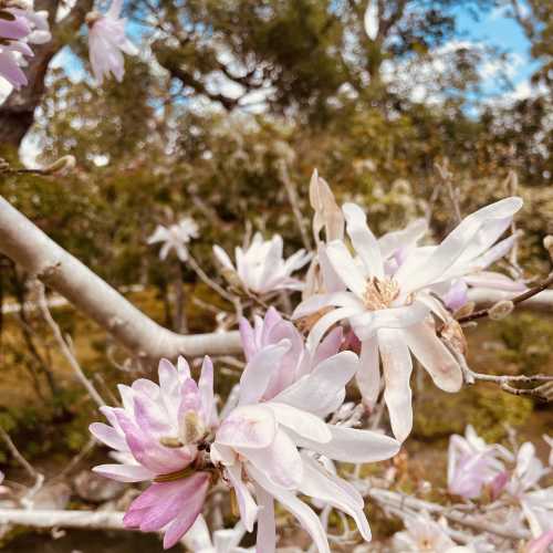 Whispers of Springtime Elegance
