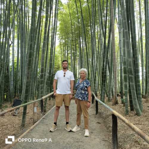 Serenity Amongst Towering Bamboo