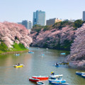 Tokyo in pink: discover the magic of the cherry blossom season