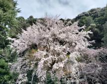 Beneath the Bloom: A Tranquil Escape