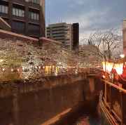 In Tokyo, lanterns twinkle above the serene canal at dusk.