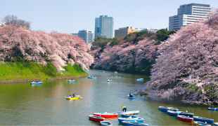 Tokyo in pink: discover the magic of the cherry blossom season