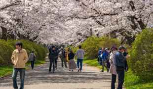 Sakura magic: A once-in-a-lifetime Hiroshima cherry blossom experience