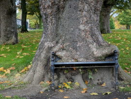 The Hungry Tree The Hungry Tree