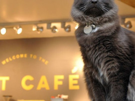 Cat Café Cat Café