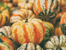 Celebrate halloween Celebrate halloween